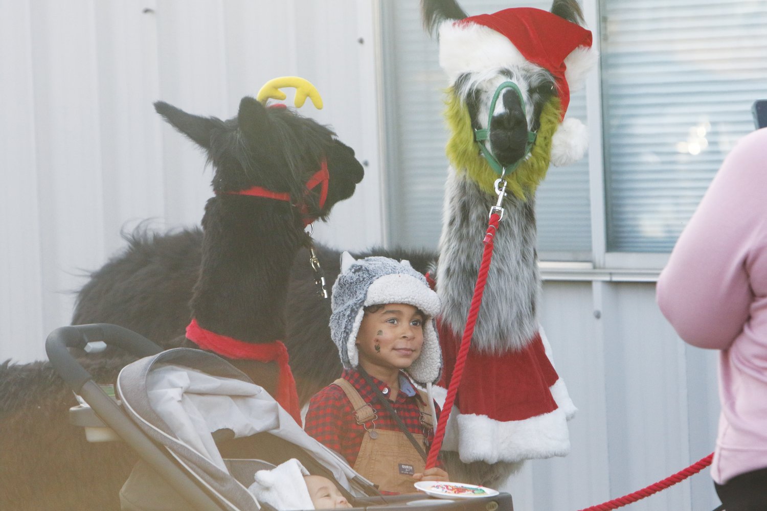 The Winter Fest in Lone Tree welcomed Christmas Llamas who were dressed for the holiday season.